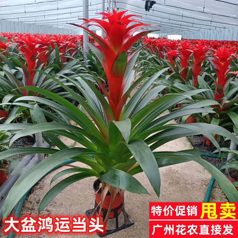 鸿运当头盆栽水培小红星凤梨花带花绿植物室内客厅大型净化空气
