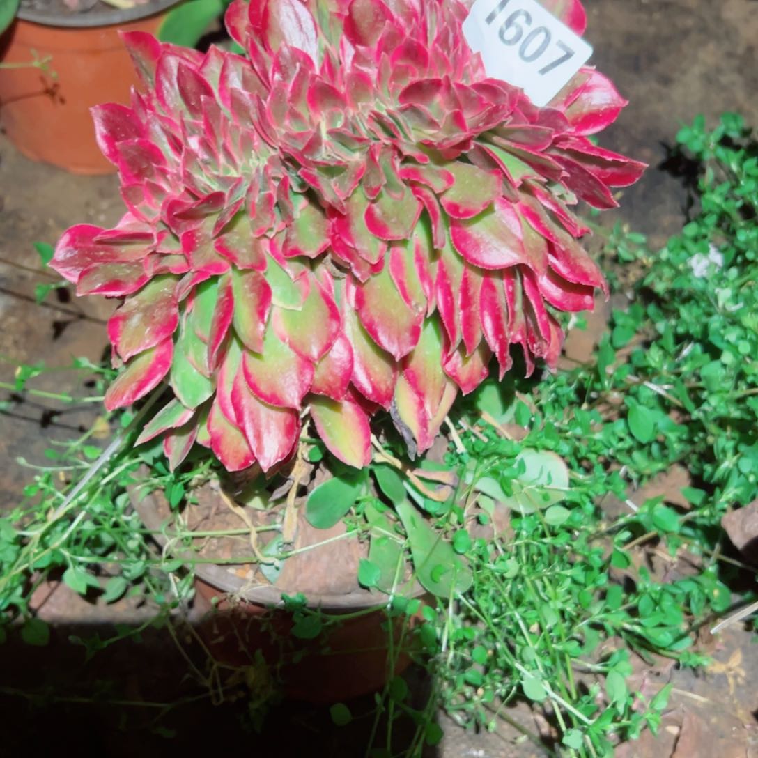 我1607 号多肉法师新年福利