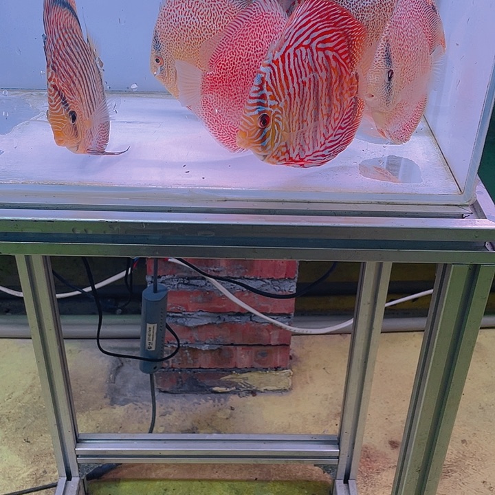 七彩神仙鱼?****瑕疵练手鱼