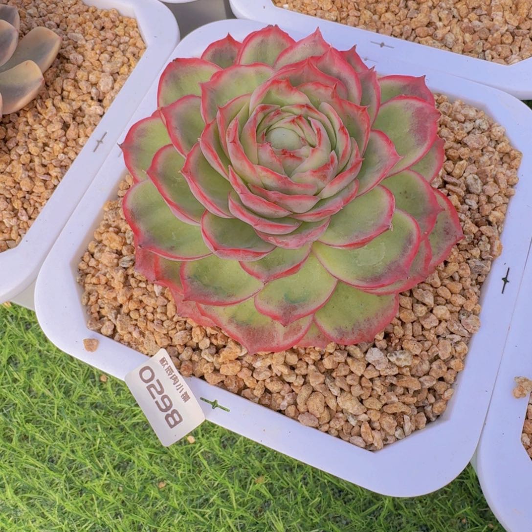 多肉植物恻隐玫瑰锦0298
