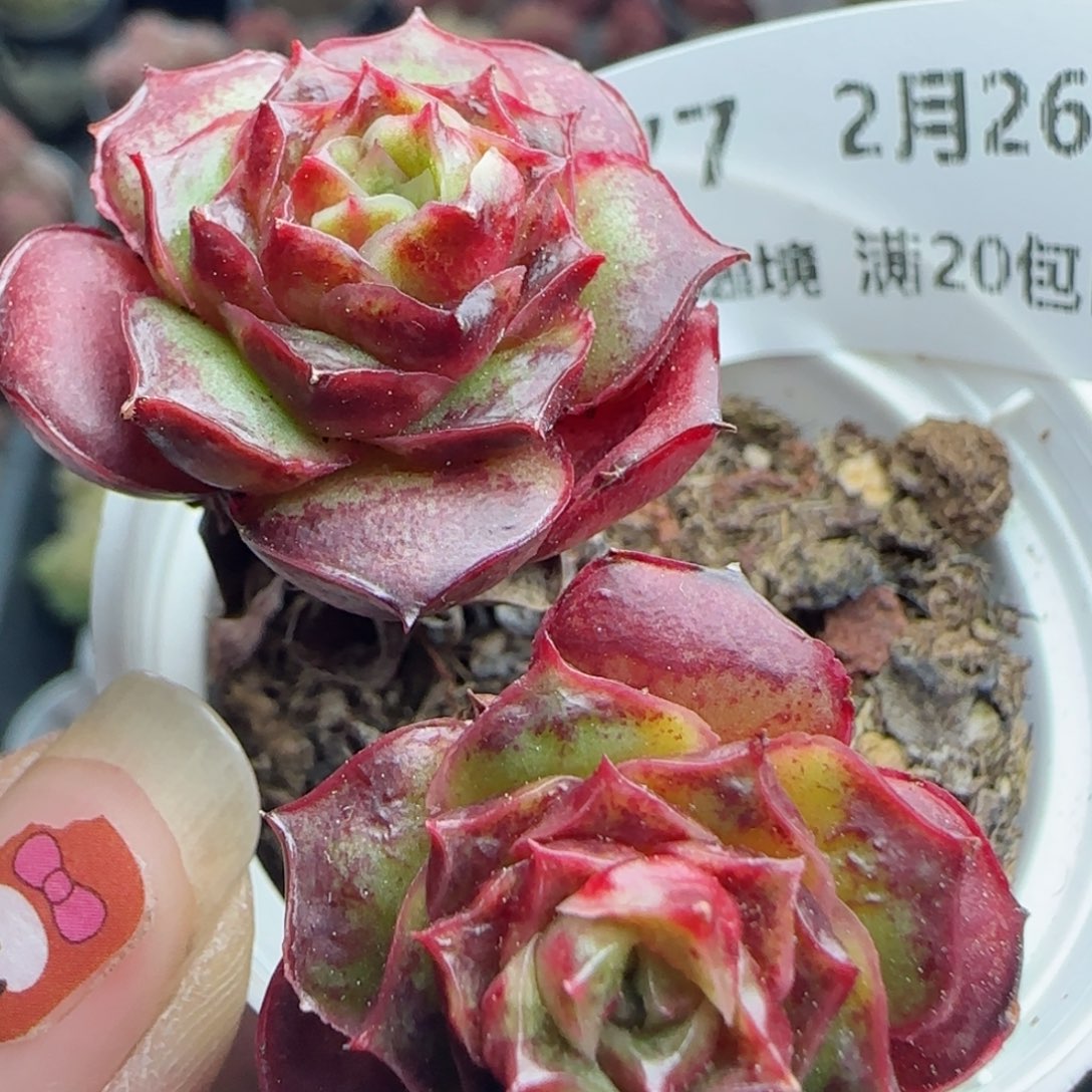 花语逸镜0226-577