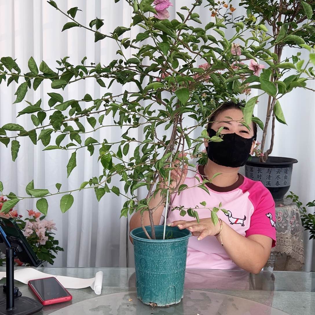 当前无花栽培后可以开花雪紫一棵