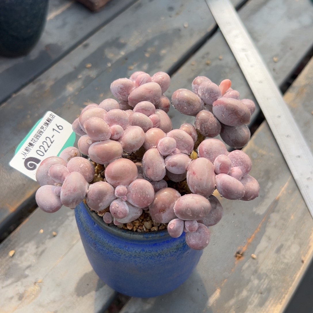 多肉一物一拍0222-16