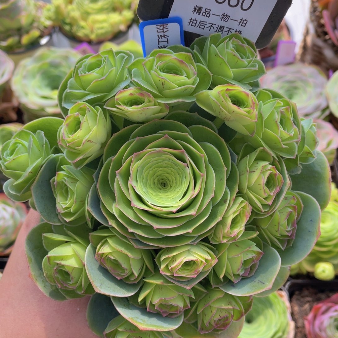 粉红舞鞋一物一拍660