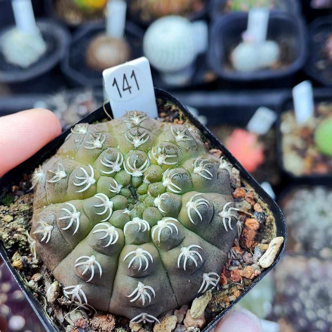 非偏远地区满25包邮仙人球