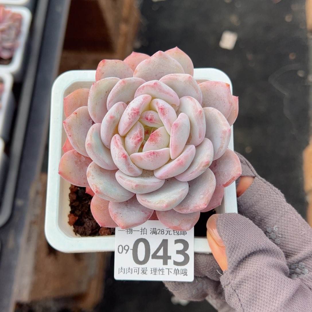 橙梦露多肉多肉多肉