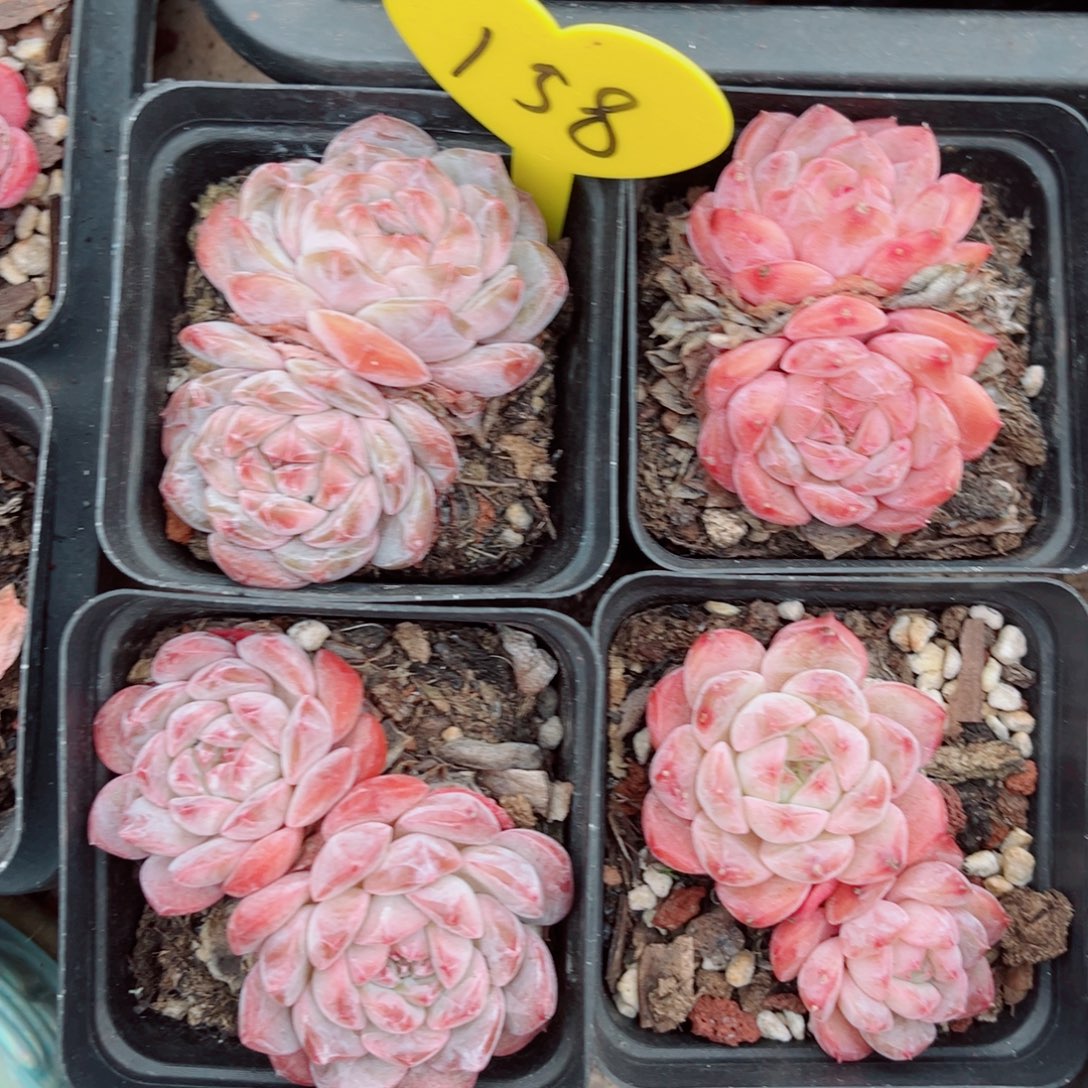 158号小老桩糖钻双头4颗组合