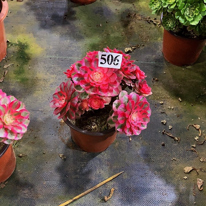 不****多肉倾城法师50600