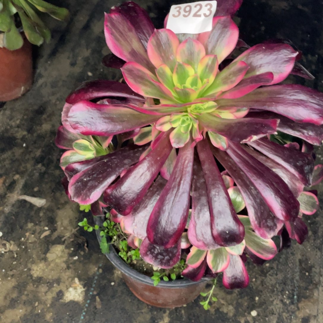 幸**生3923美杜莎手捧花