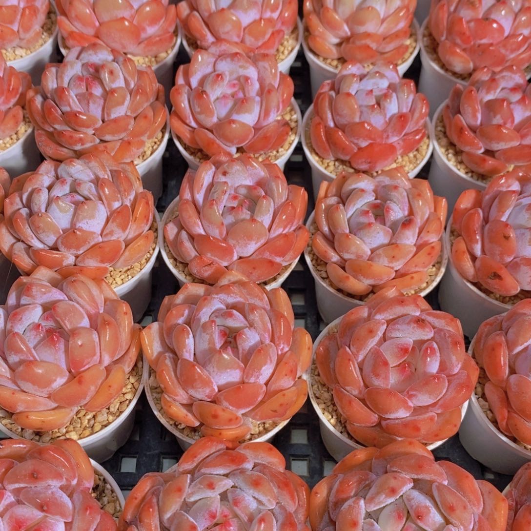 量拍54号 奶油果冻橙梦露单头两个