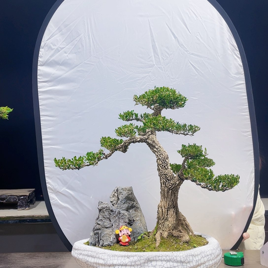 完全开放墩***界黄杨盆景四季常青