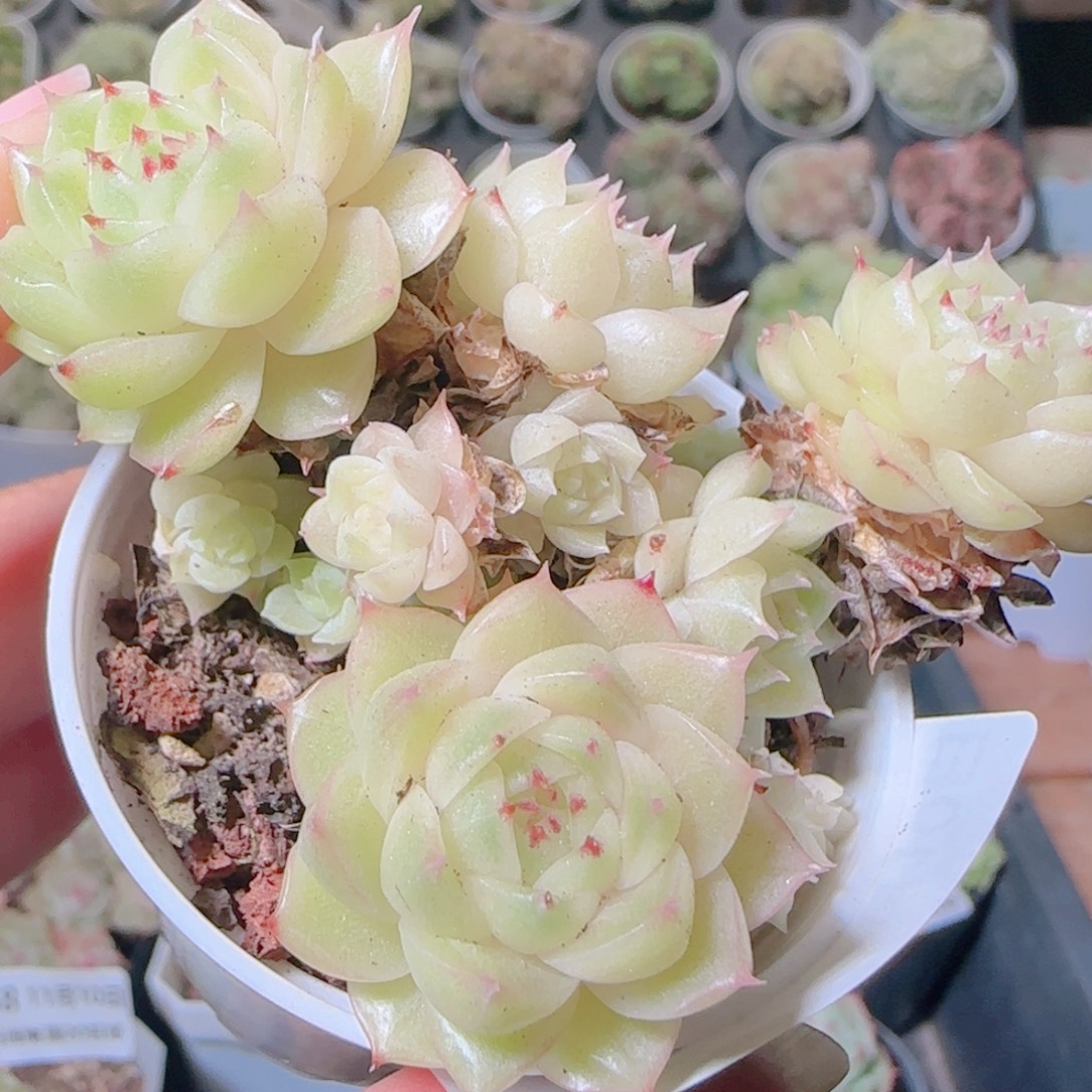 桃***）花语逸镜1110-164散