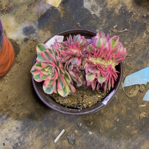 荔枝多肉植物3497