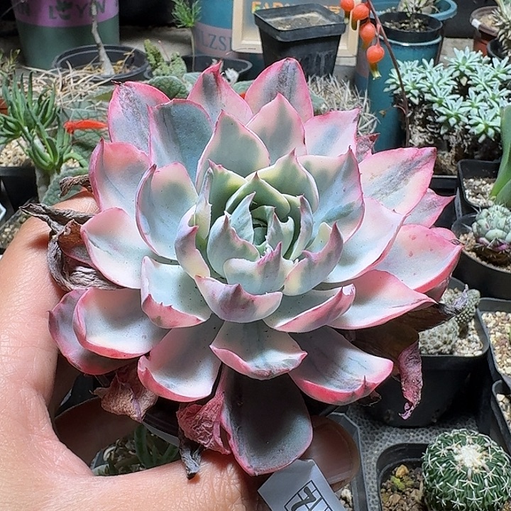 767阿美星锦脱土发货