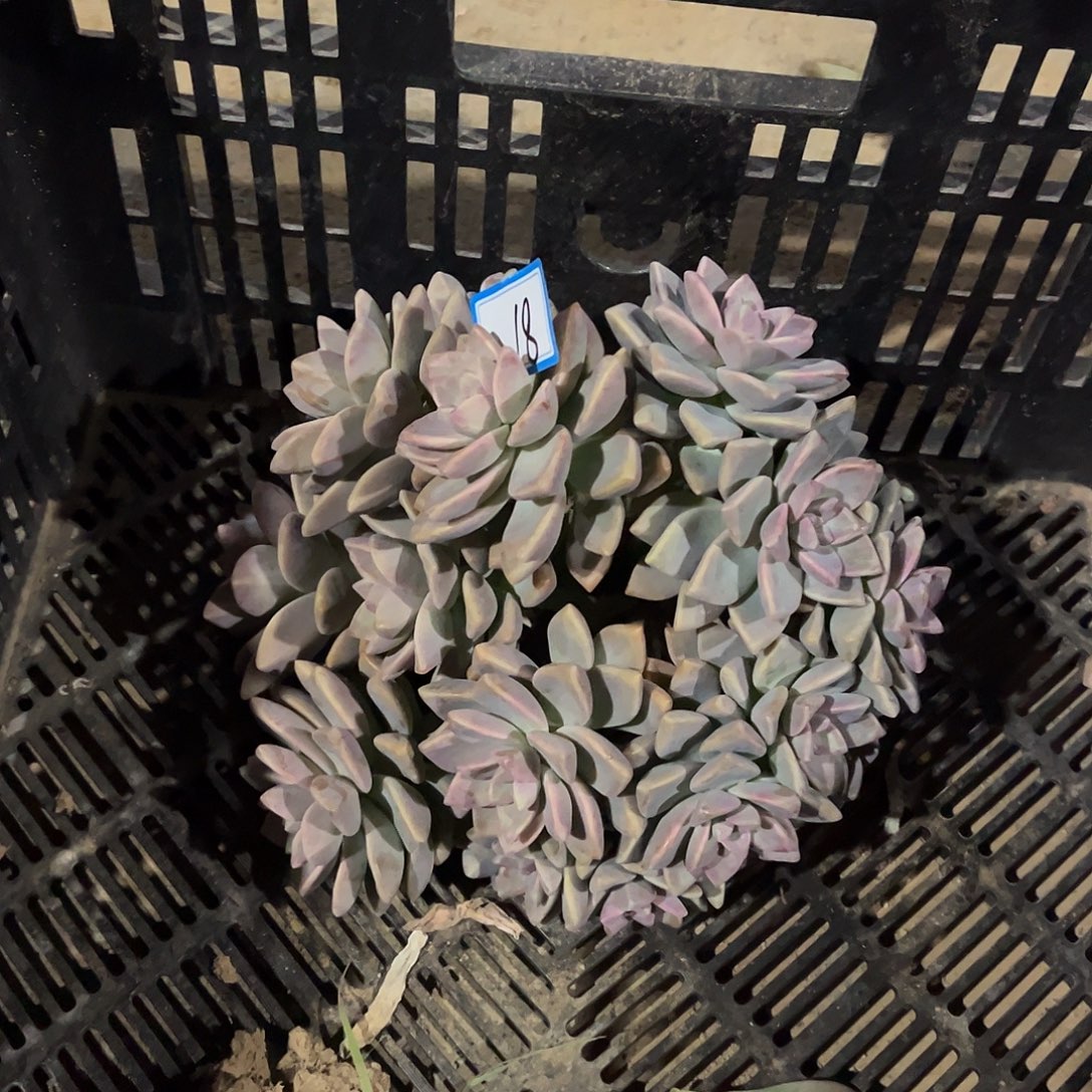 幸***星18号淡雪一物一拍