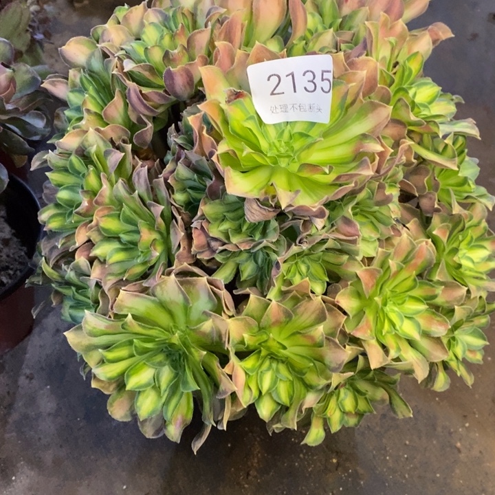 韶华多肉断头不包2135