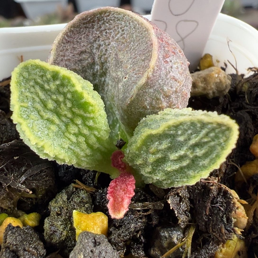 实生新品大苗多肉植物水泡