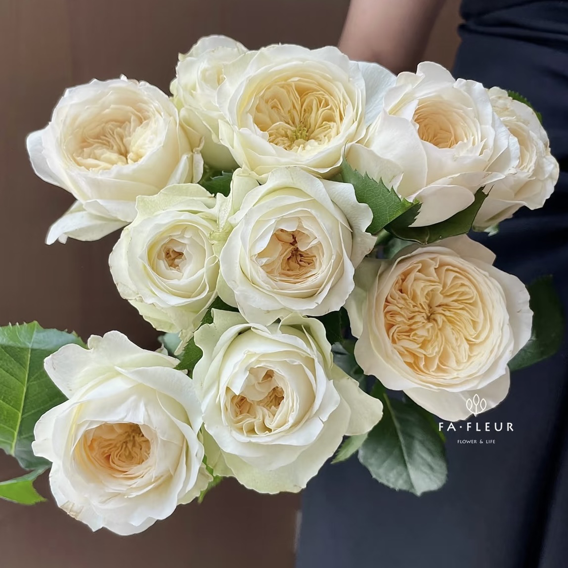 御花园 根接苗 匠人月季 玫瑰花 四季开花阳台盆栽植物