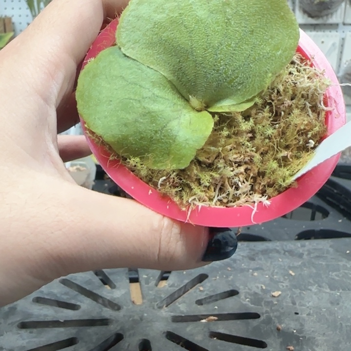何其美鹿角蕨哦哦哦