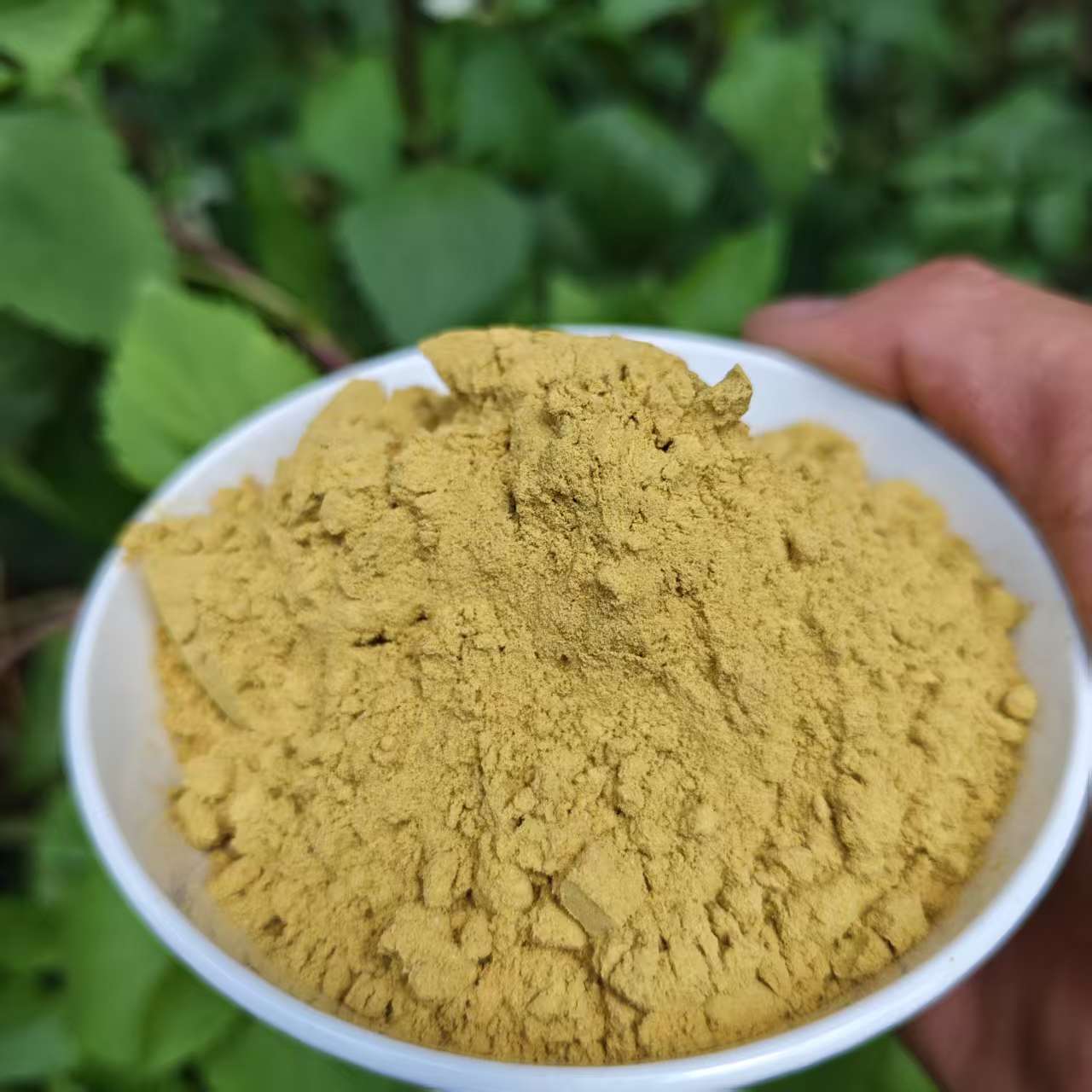 1【缅-金-粉】净含量20g-200g【阿虎现收】菌