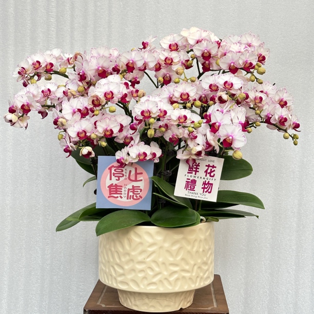 国馨【小仙女】蝴蝶兰懒人花 室内花卉 花期长 好养活