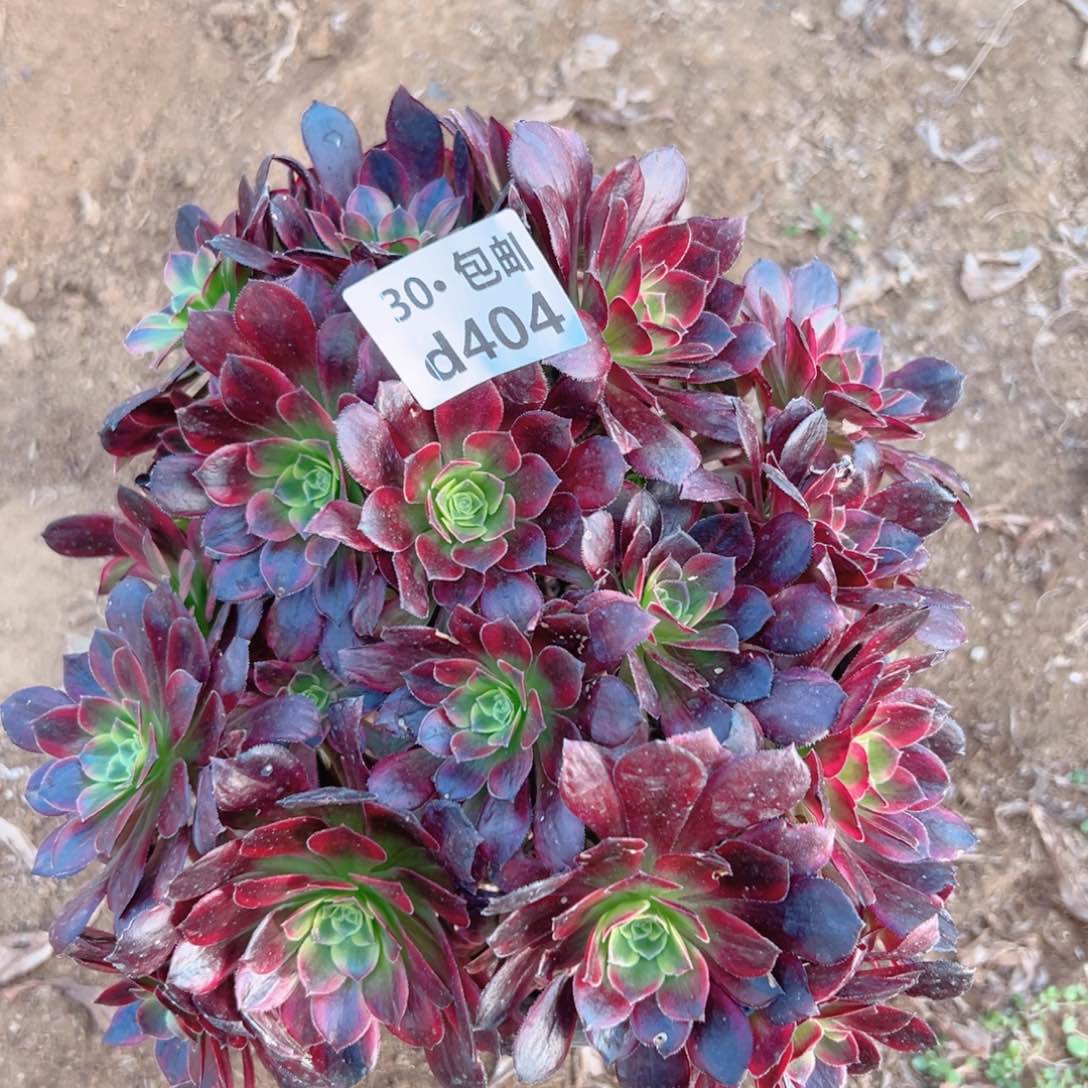 404安娜多肉法师