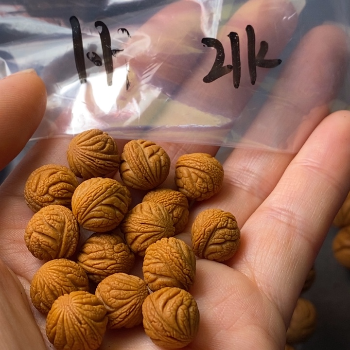 文玩核桃吊坠秦岭野生龙纹桃核11