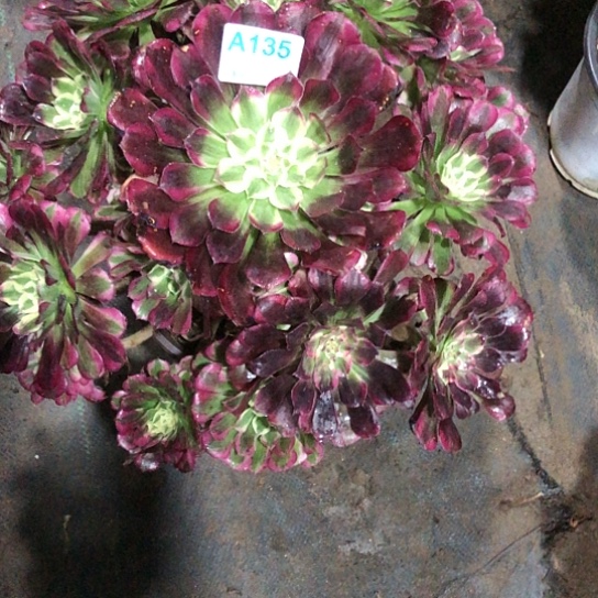 周***记无花朵天合法师多肉植物135号