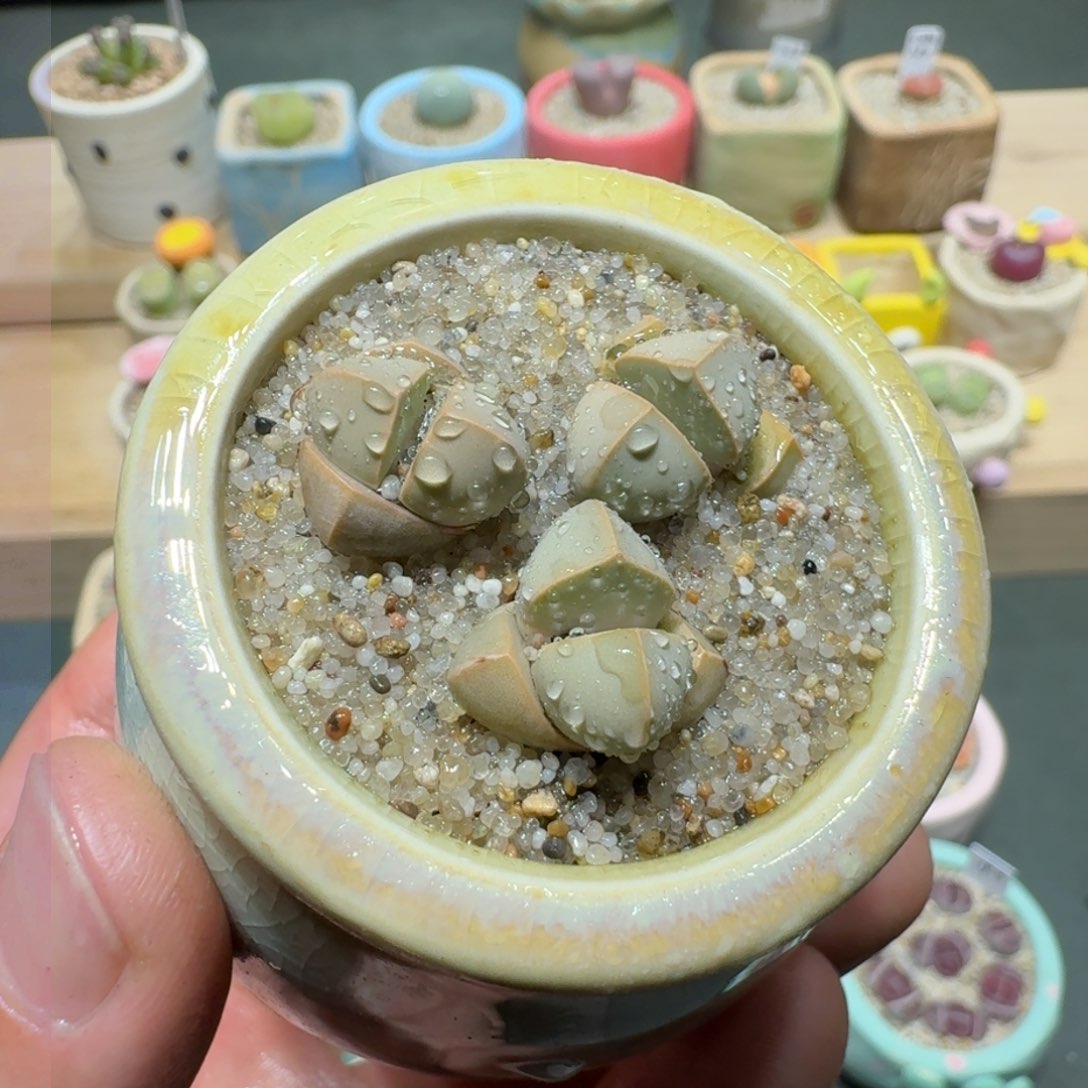 红陶蘑菇226魔玉