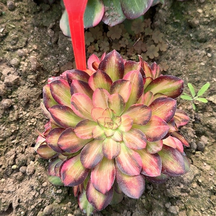 5-101流星雨多肉法师