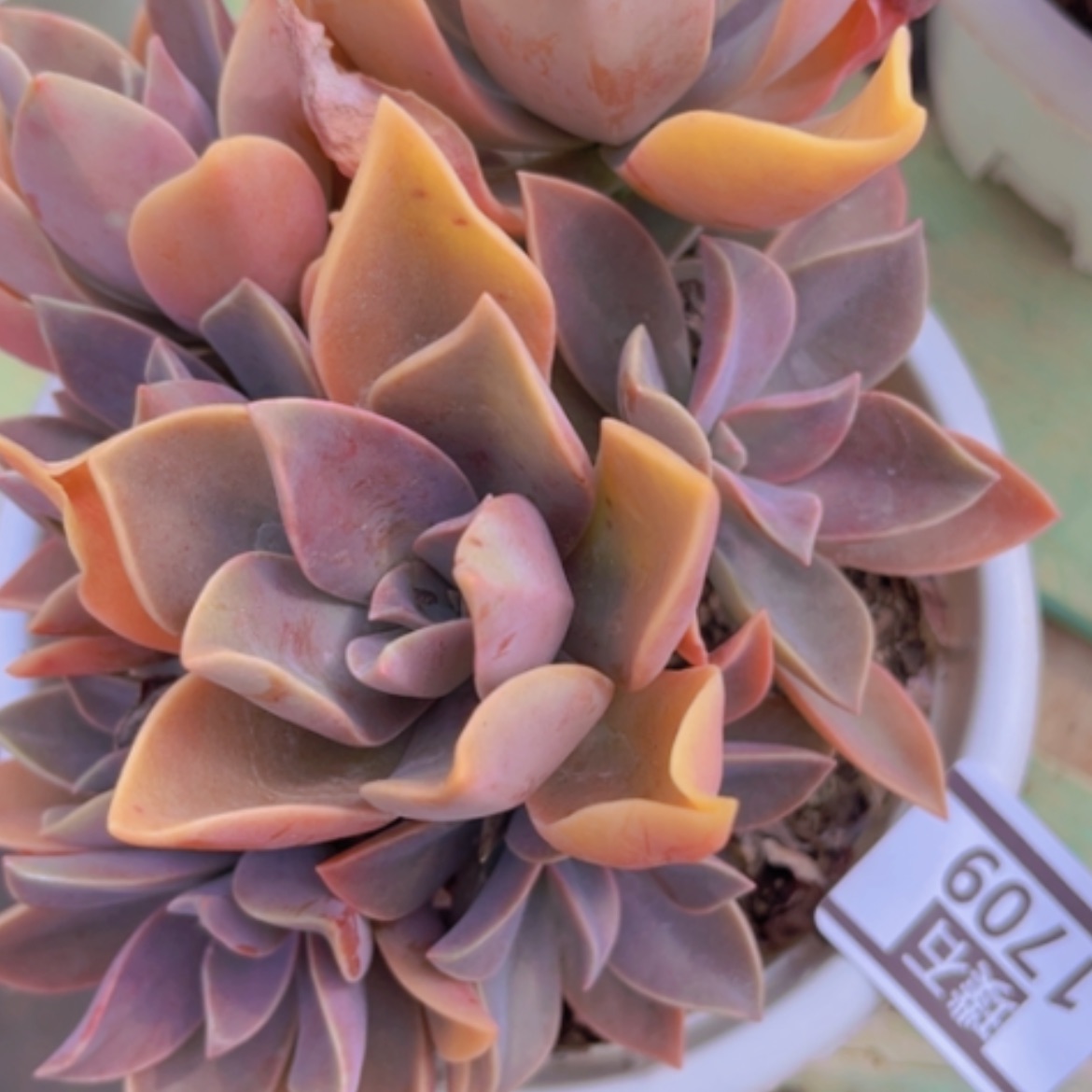 【闪购商品】太妃糖1709