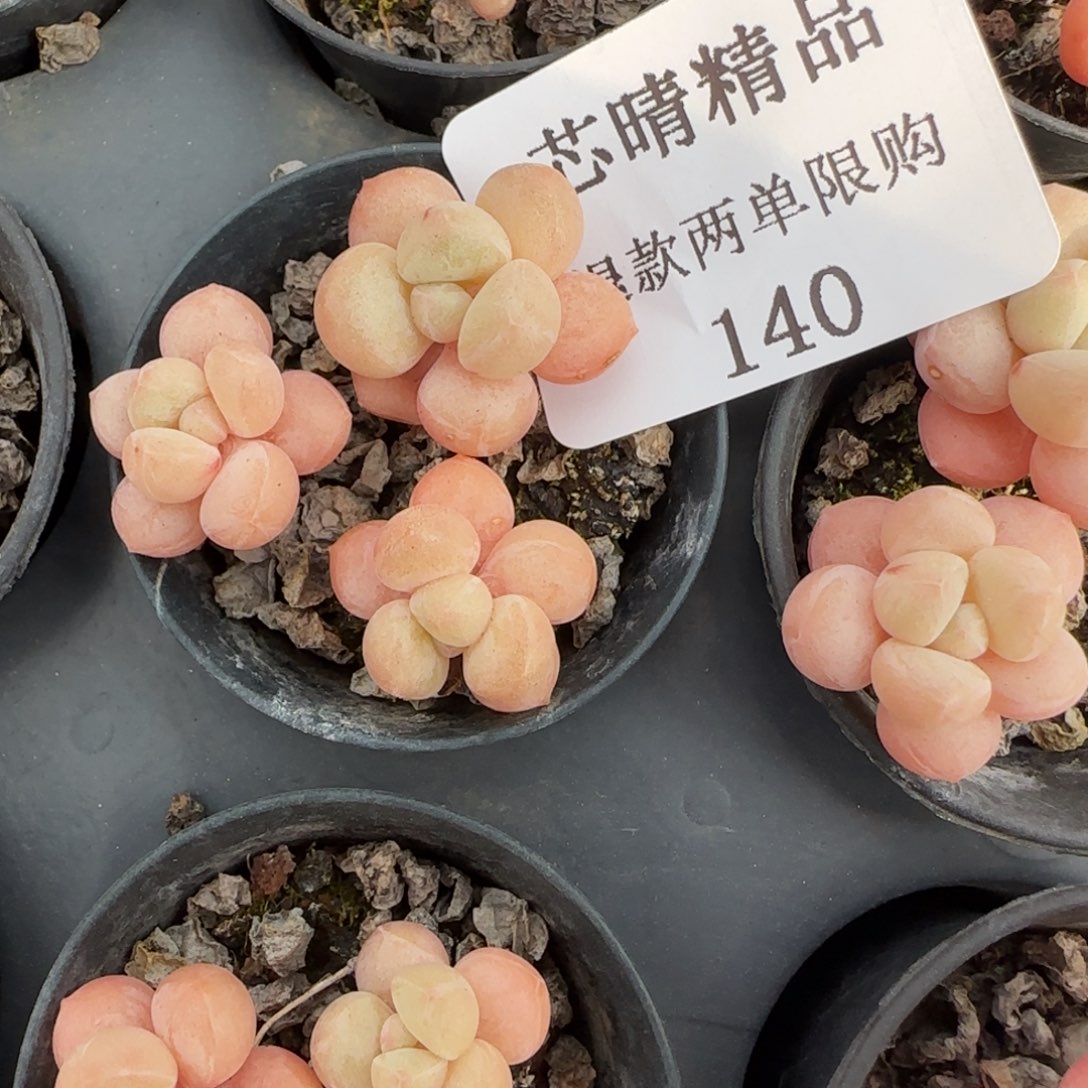 闪购精品多肉140号