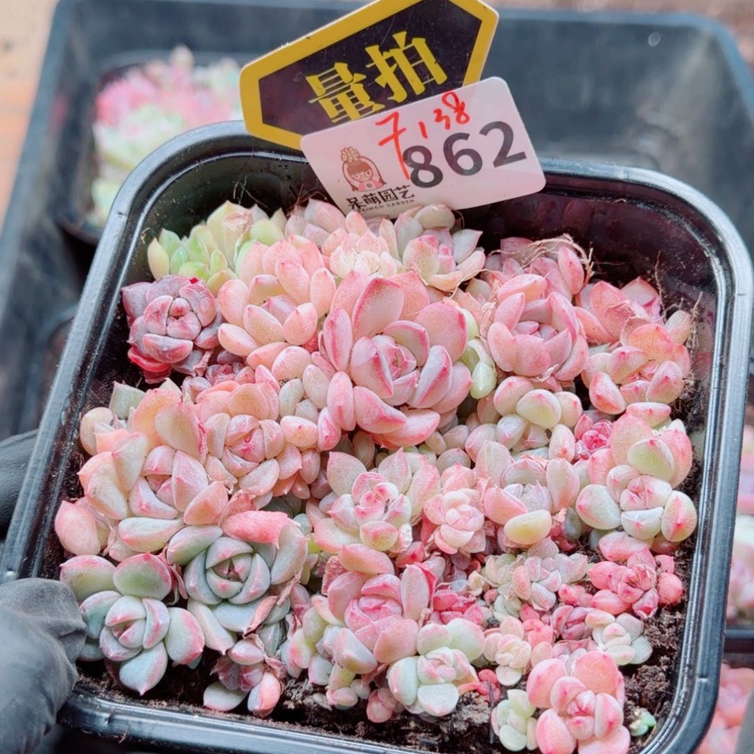 多肉植物多肉植物