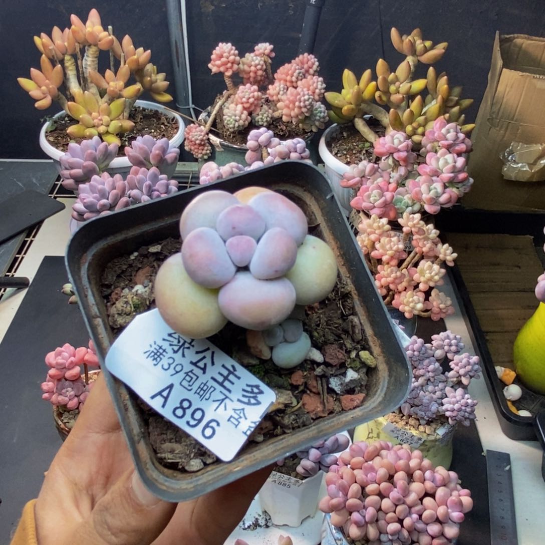 拉*拉896芭比奶多肉3c m