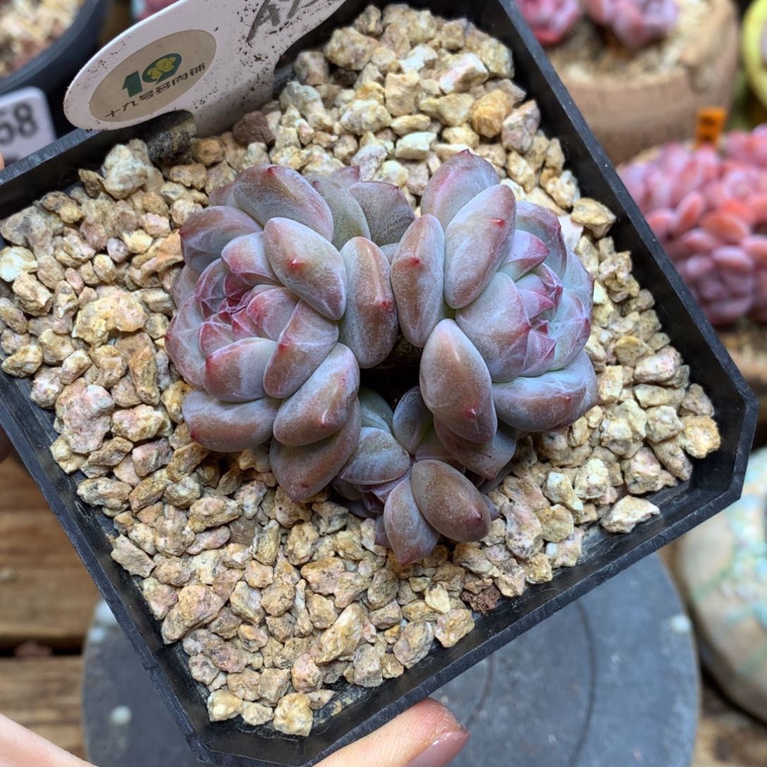 A93 突尼斯 模特同款 摘心 福利