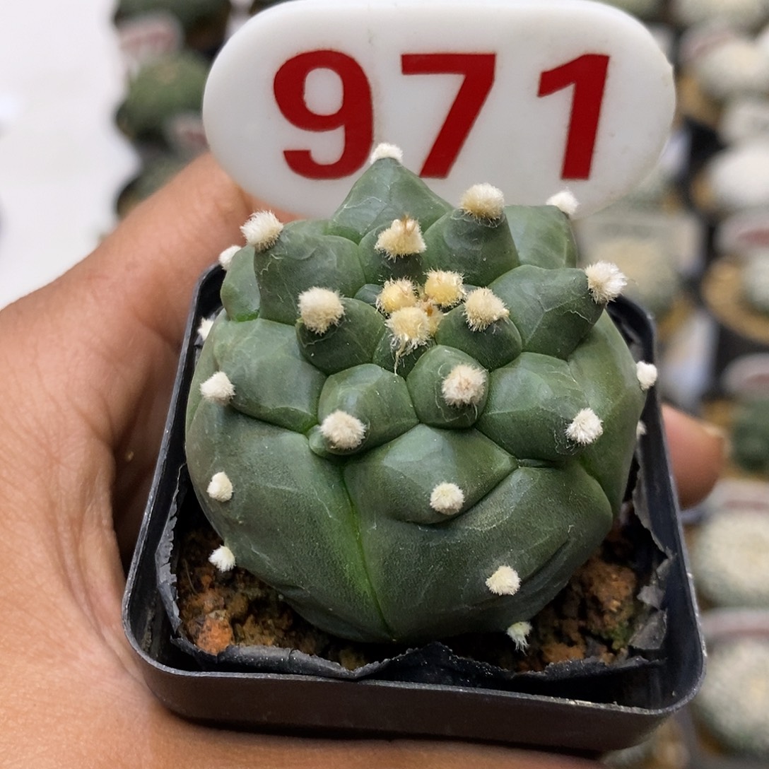 971福利特价来了哦