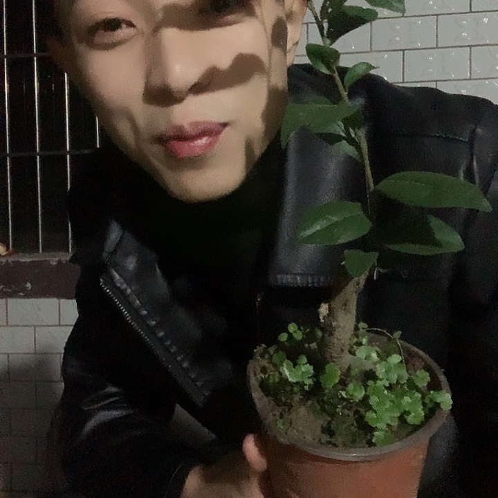 无花朵金弹子金瓜