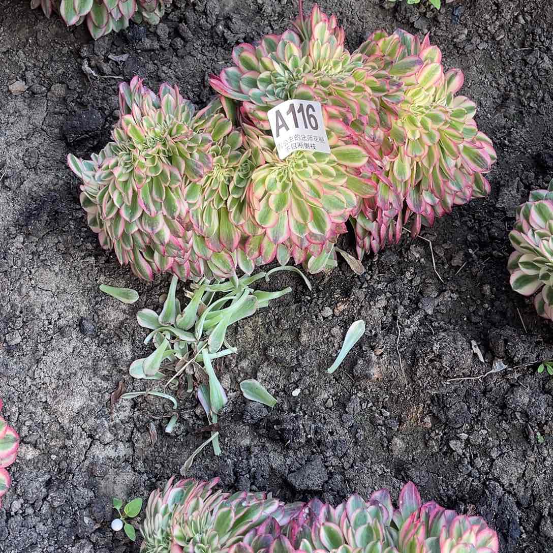 法师法师16–7包邮法师