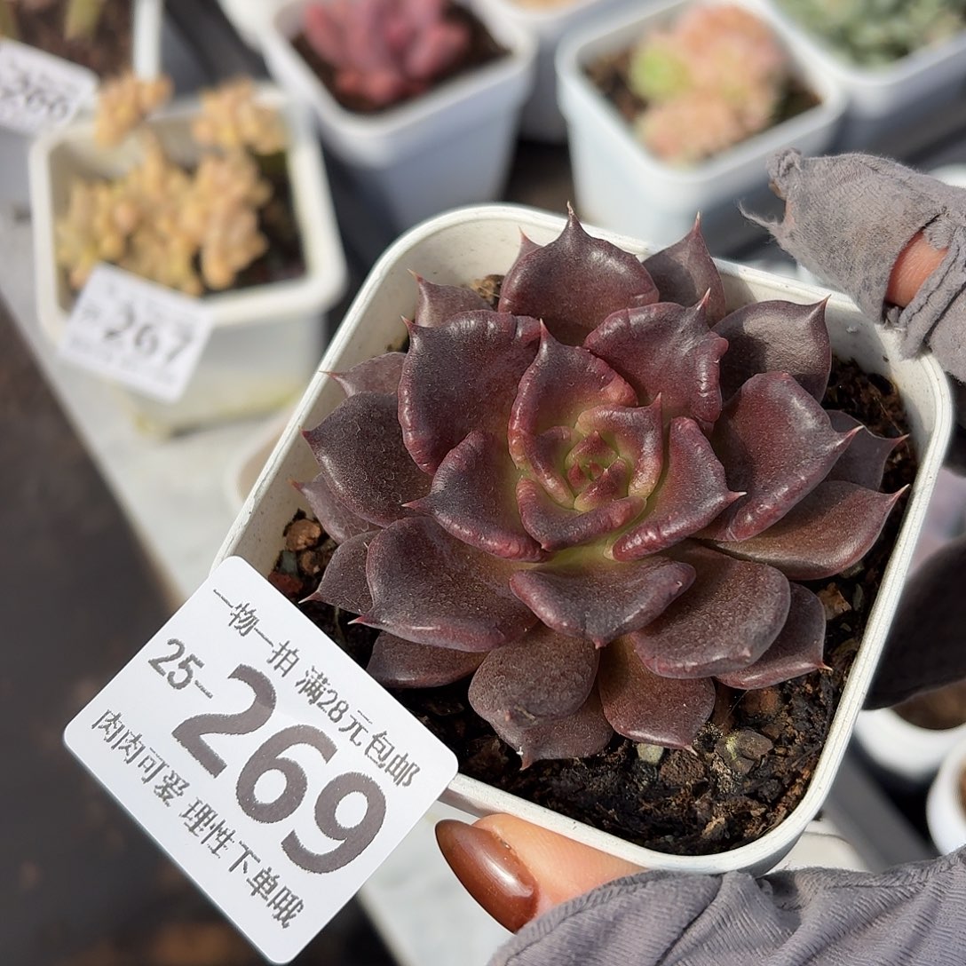 黑饺子无盆土发货无