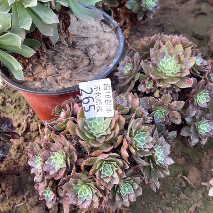 265水晶莲花小手捧2。