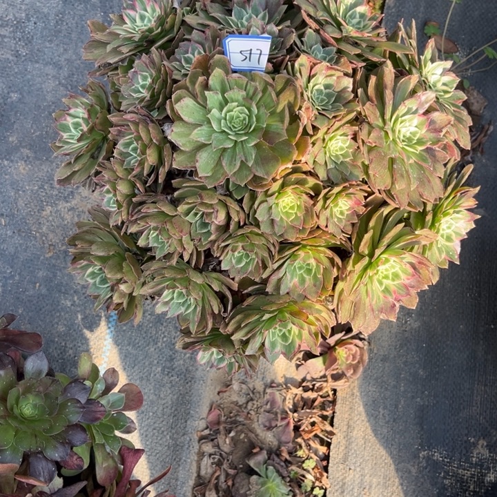 517万花筒多肉植物法师