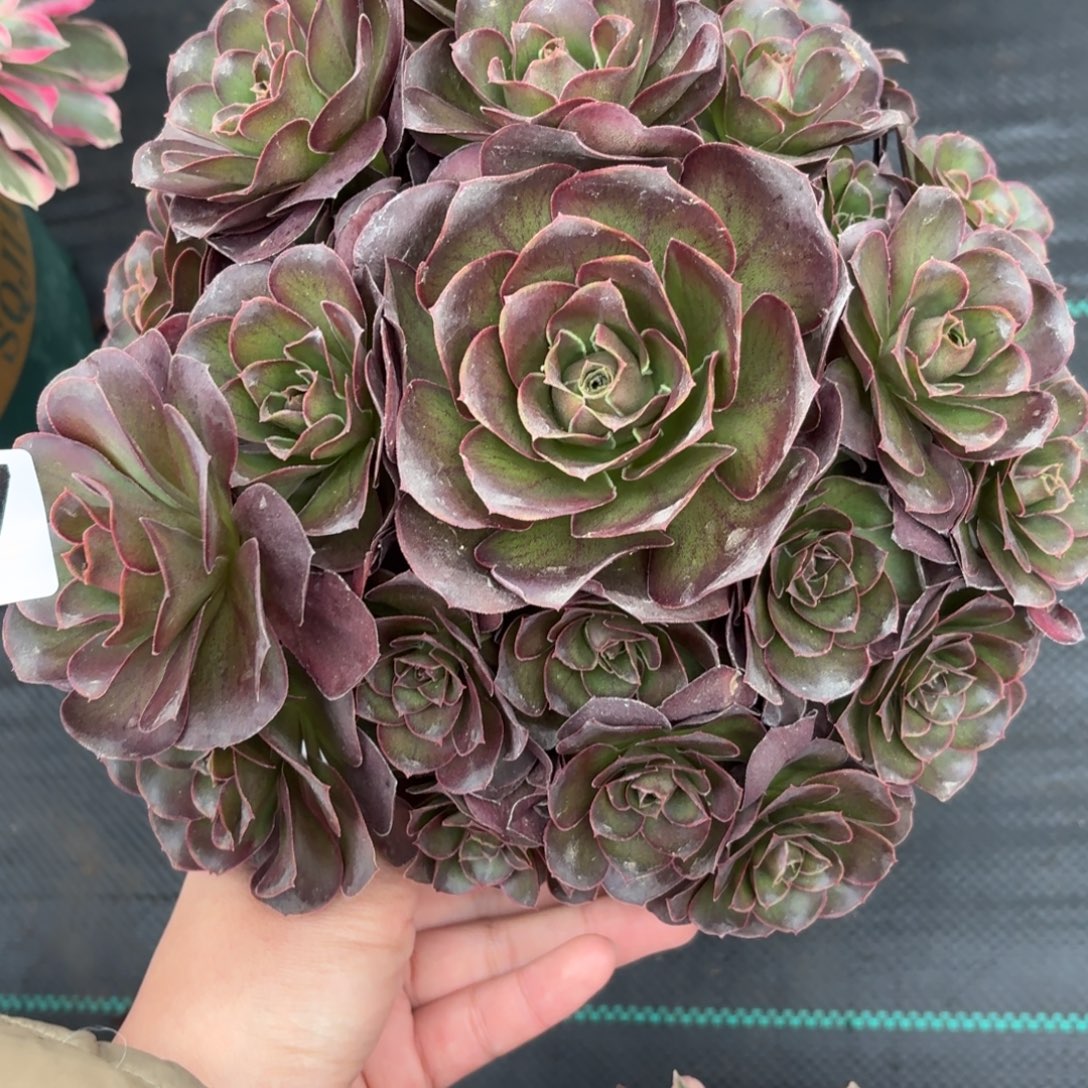 677魅金玫瑰多肉植物福利