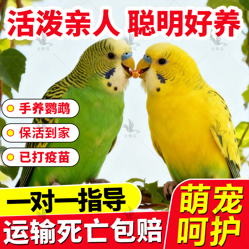 手养虎皮鹦鹉活体宠物鸟好养亲人上手幼鸟观赏鸟