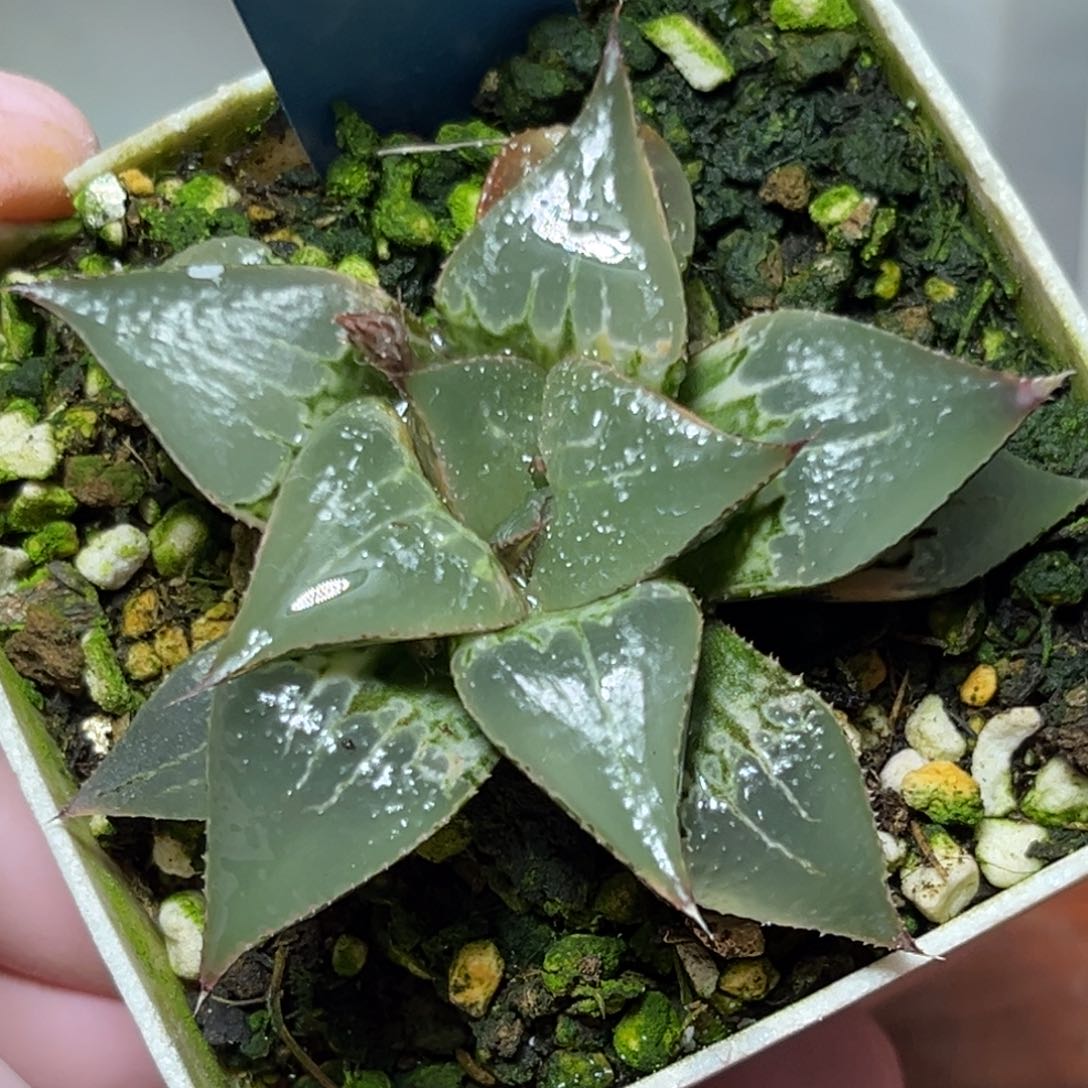 恭喜发财大吉大利590