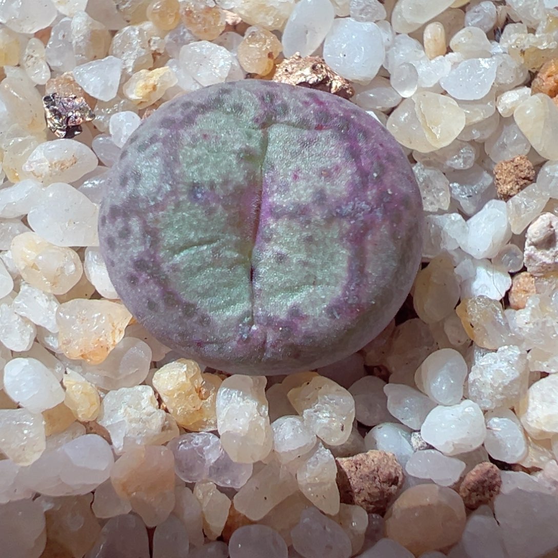 1225-557多肉多肉猴脸