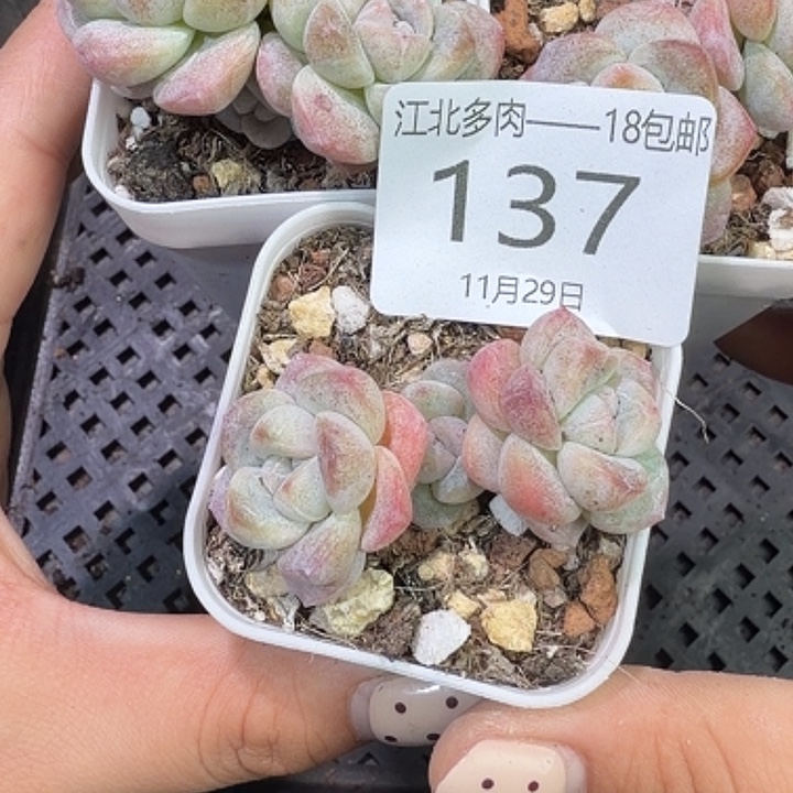137 号到手1框一物一拍