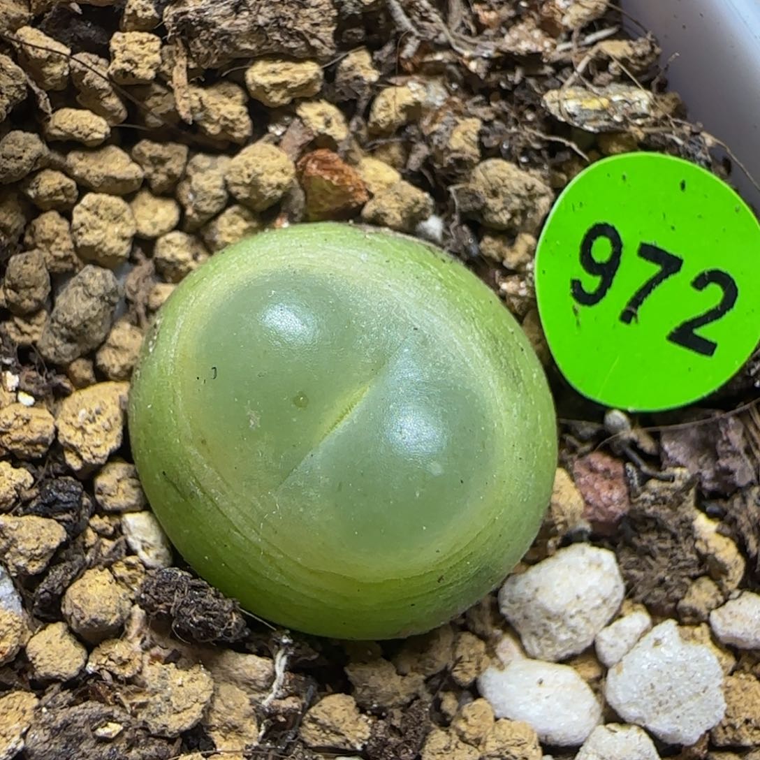 啾啾拉登1.6+多肉植物972