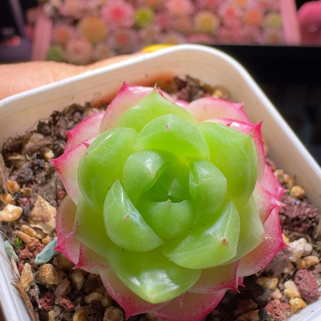 麦秆哈哈哈哈哈哈