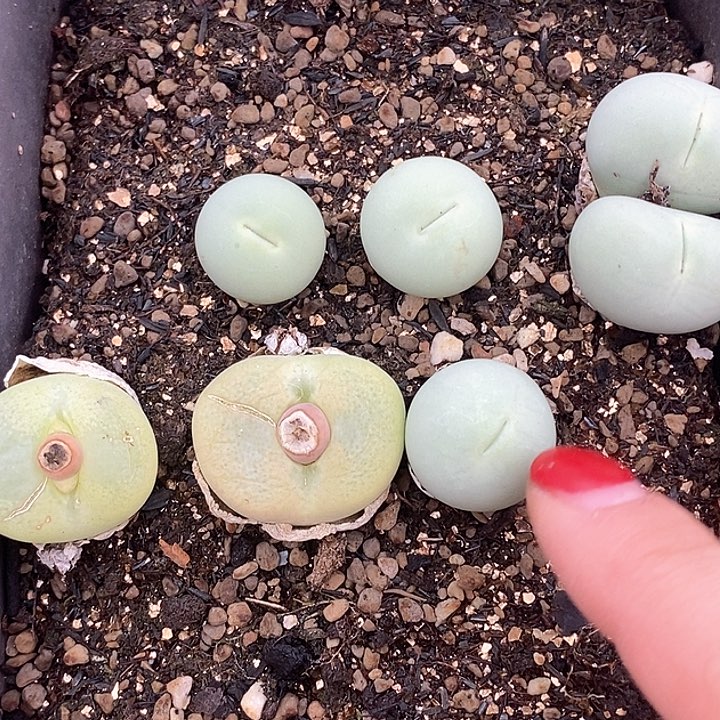 桃喜花园0125-35鸽子蛋福利