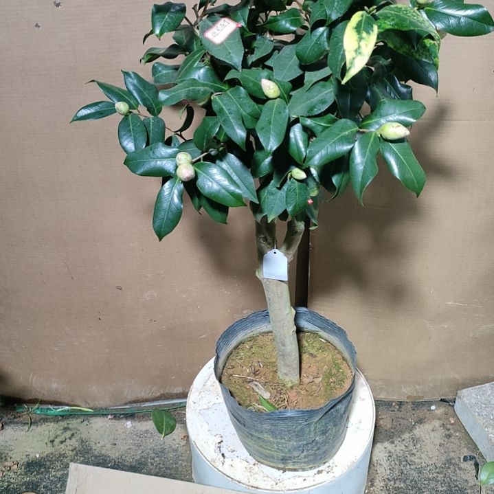 459玛丽布丁，原盆原土发货，不包邮